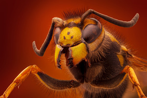 Extra sharp wasp portrait