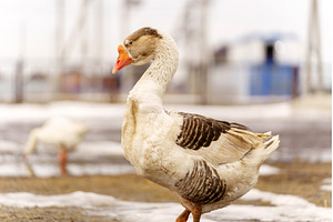 Geese walking by a wooden deck on a, a Nature Photo by darksoul72