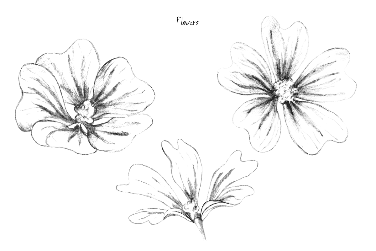 Malva (Mallow) Hand Sketches, an Object Graphic by VictoriaKStudio (Photo 2 of 8)