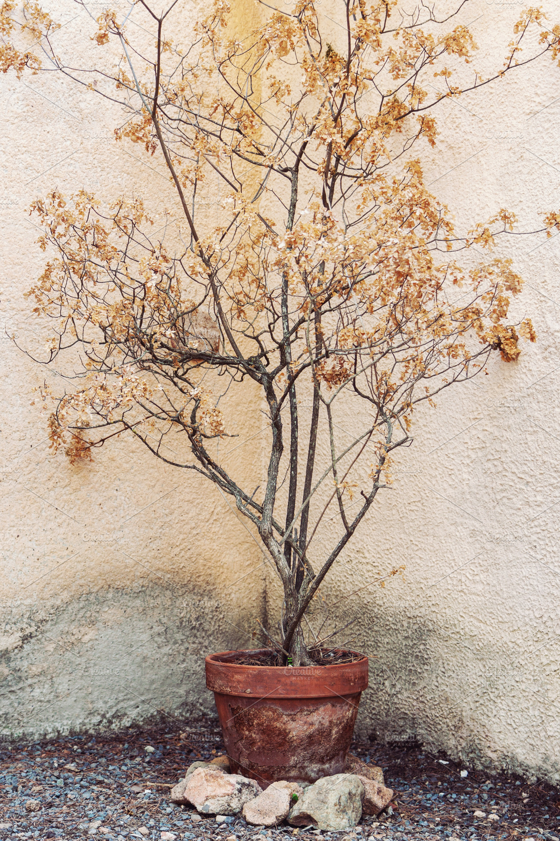 Dry tree in flower pot, a Nature Photo by BOOCYS