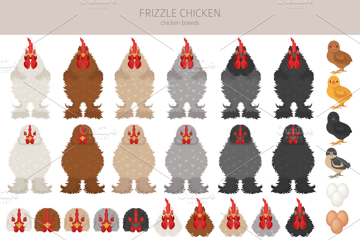 Frizzle Chicken breed clip art, an Animal Illustration by pet design shop (Photo 4 of 5)