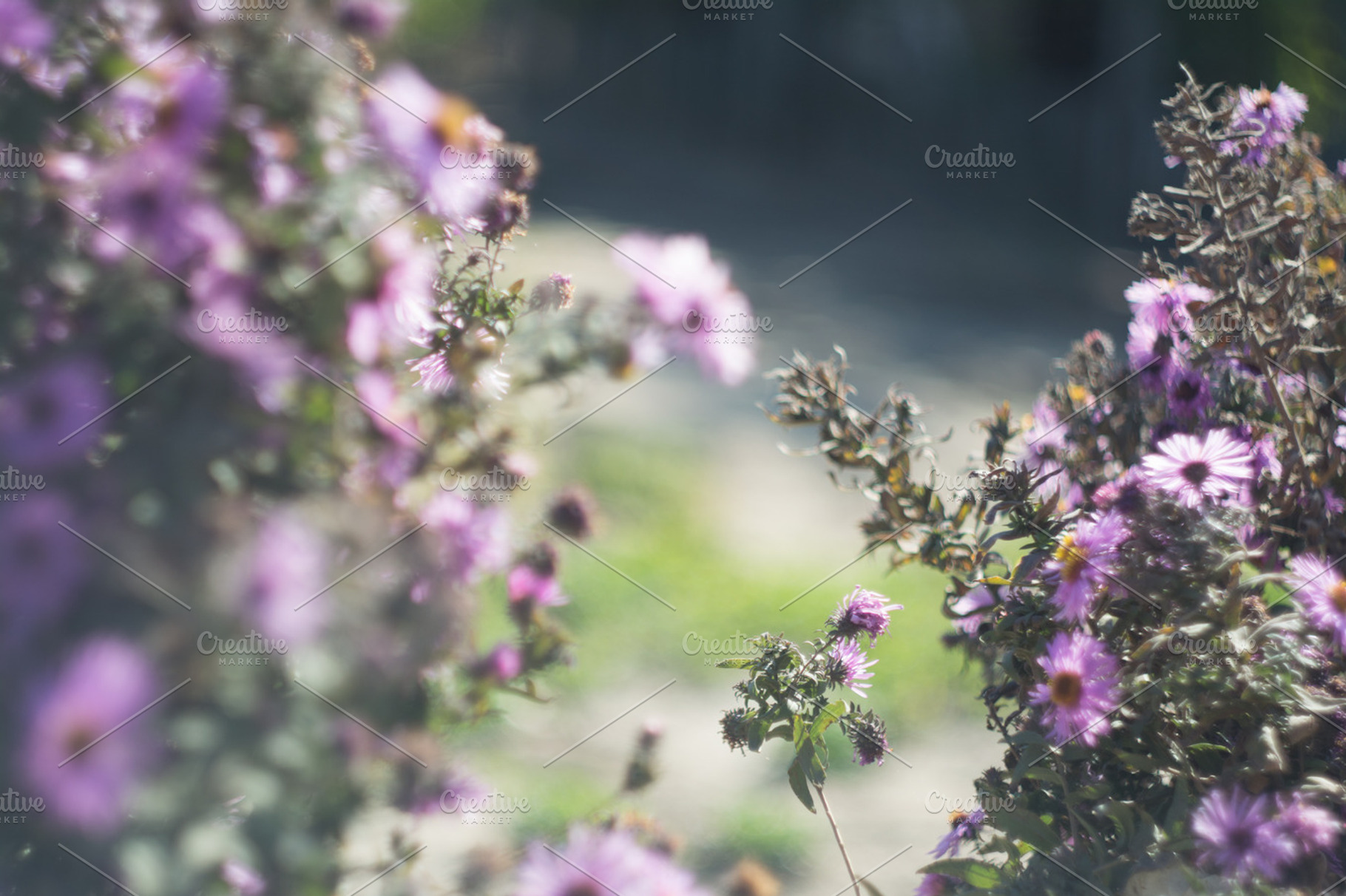 Stock photo containing flowers, a Nature Photo by Frostroomhead