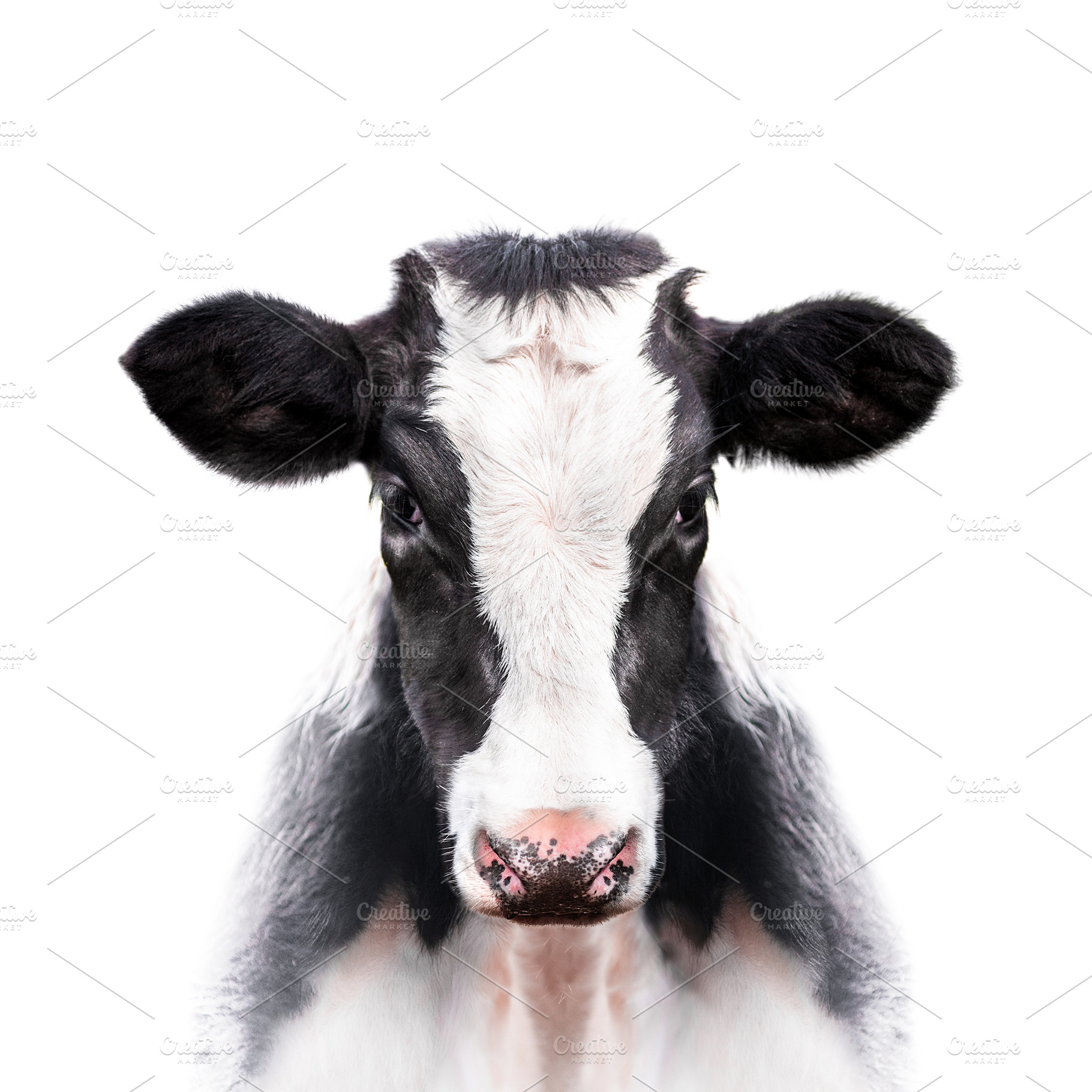 calf portrait isolated on white back, an Animal Photo by Olgait