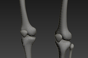 Human skeleton rigged, a Characters & Person 3D Model by konstantin.ermolaev (Thumbnail 21 of 27)