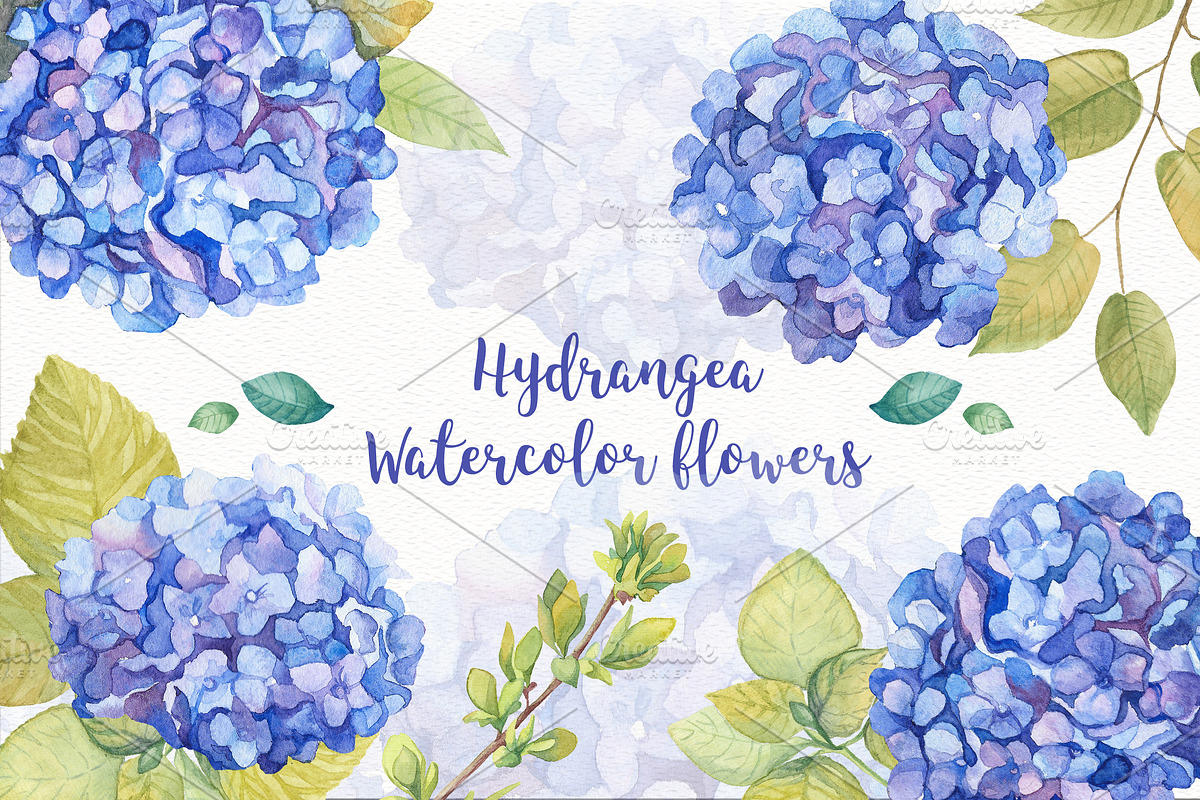 SALE! Hydrangea Watercolor Flowers, an Illustration by Irina Diasli (Photo 2 of 6)
