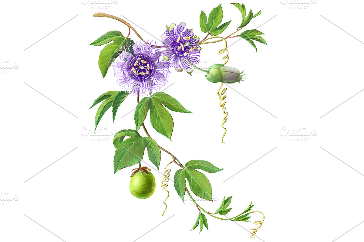 Passion Flower Pencil Illustration, an Illustration by Anna Repp Illustration (Photo 2 of 7)