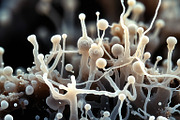 72 Microscopic Fungi Backgrounds, a Background Graphic by h.utomo (Thumbnail 45 of 72)