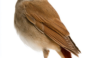 Common nightingale standing isolated on white background, an Animal Photo by José Manuel Gelpi