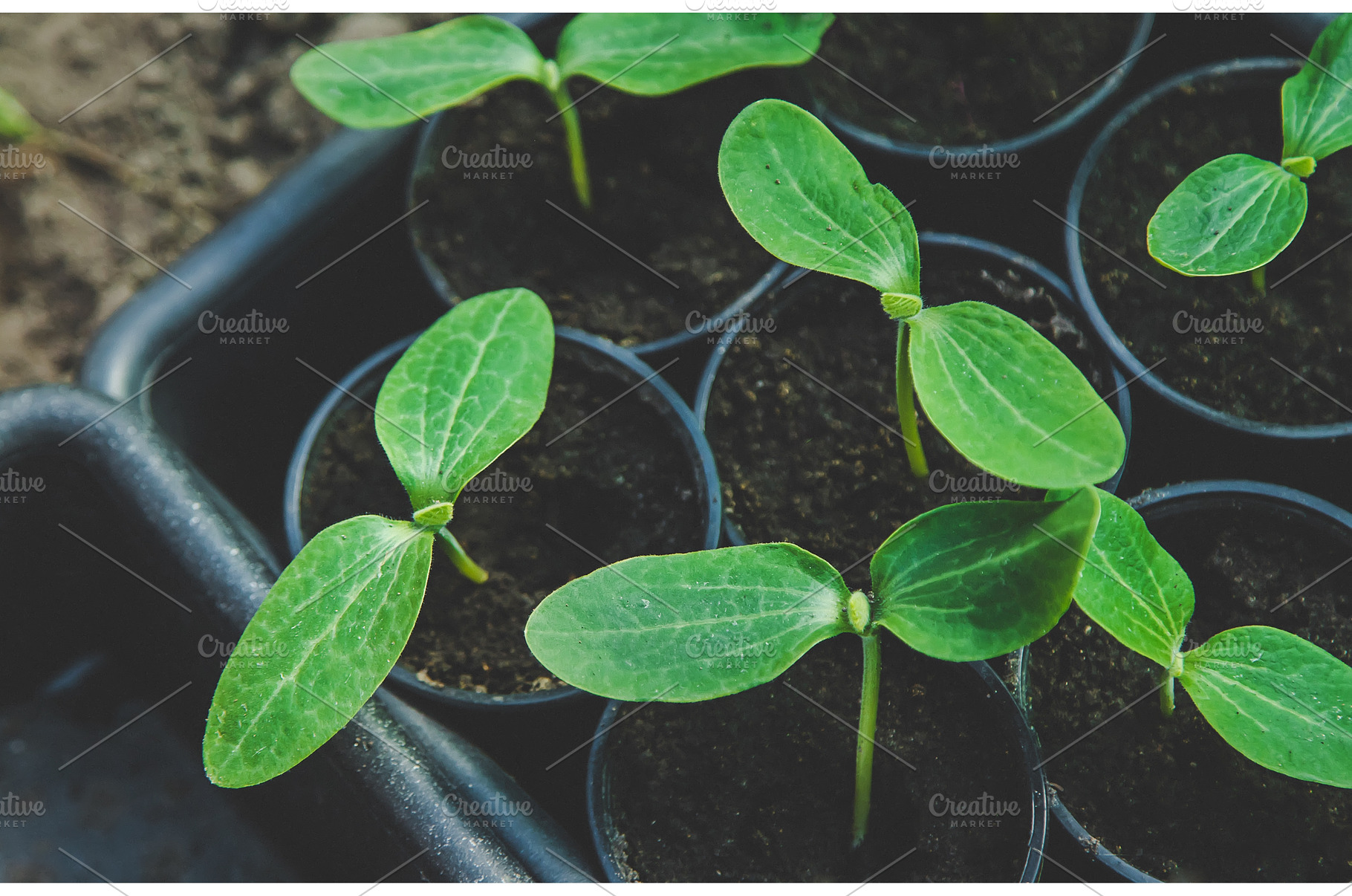 The cucumber seedlings are growing, a Nature Photo by yanadjana