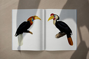 Vintage hornbill illustrations, an Animal Illustration by Natalka Dmitrova art (Thumbnail 7 of 17)