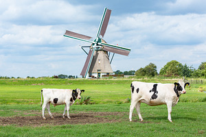 Cows in front of Akkersloot windmill