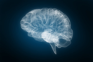 3d image of human brain, a Wallpaper Photo by wavebreak