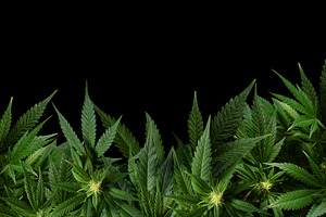 Black background with marijuana plan