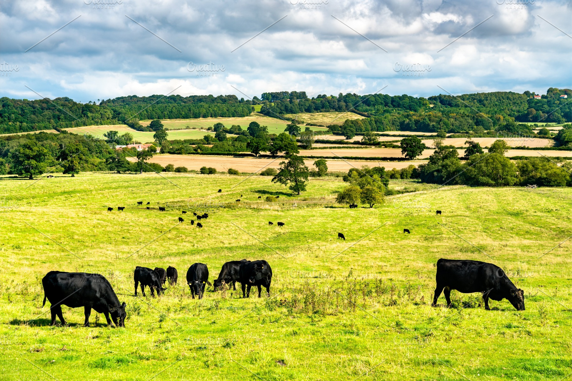 Grazing cows on a meadow in England, an Animal Photo by Leonid Andronov