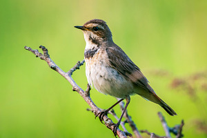 Female Bluethroat Bird Perched, an Animal Photo by Fascinadora
