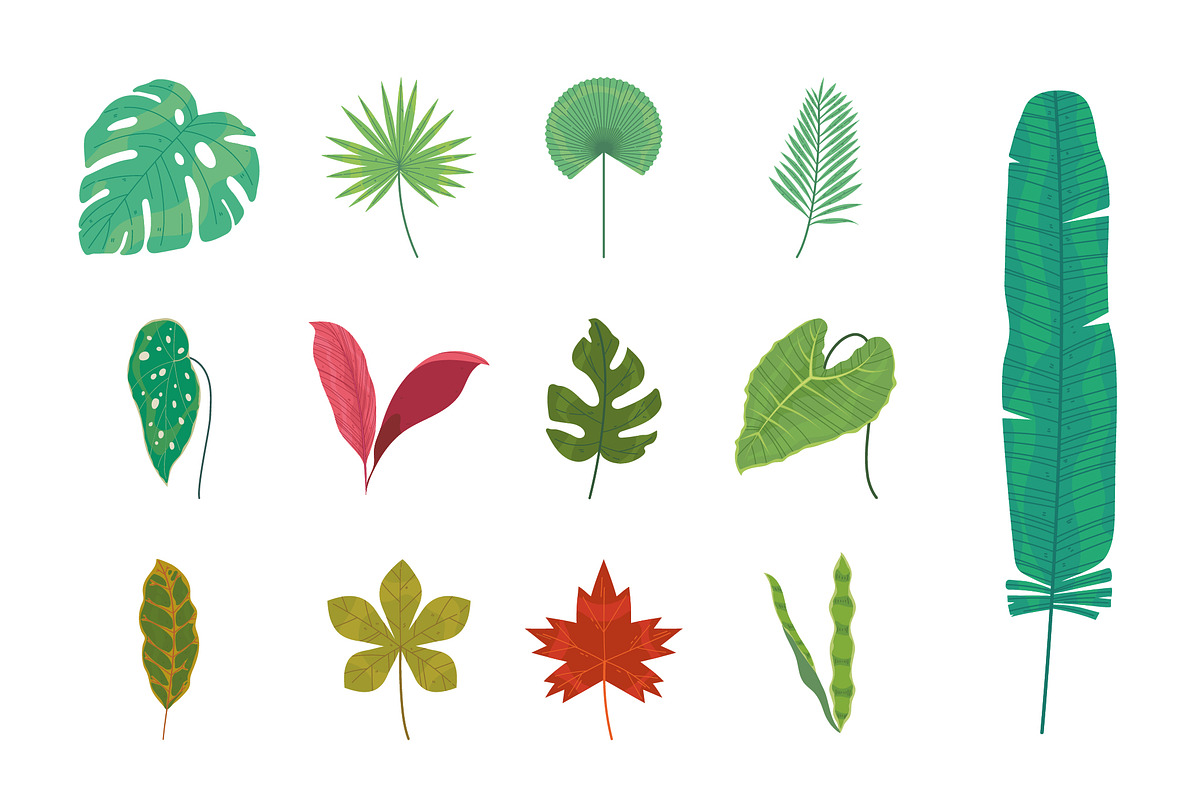 Tropical Leaves Illustration Set