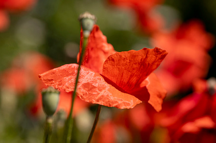 poppies on a background of green grass in summer , illuminated by sunlight, red, a Photo by MyPhotos