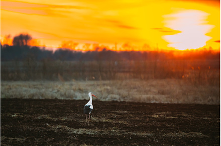 Adult European White Stork Walking, a Nature Photo by Our Amazing World