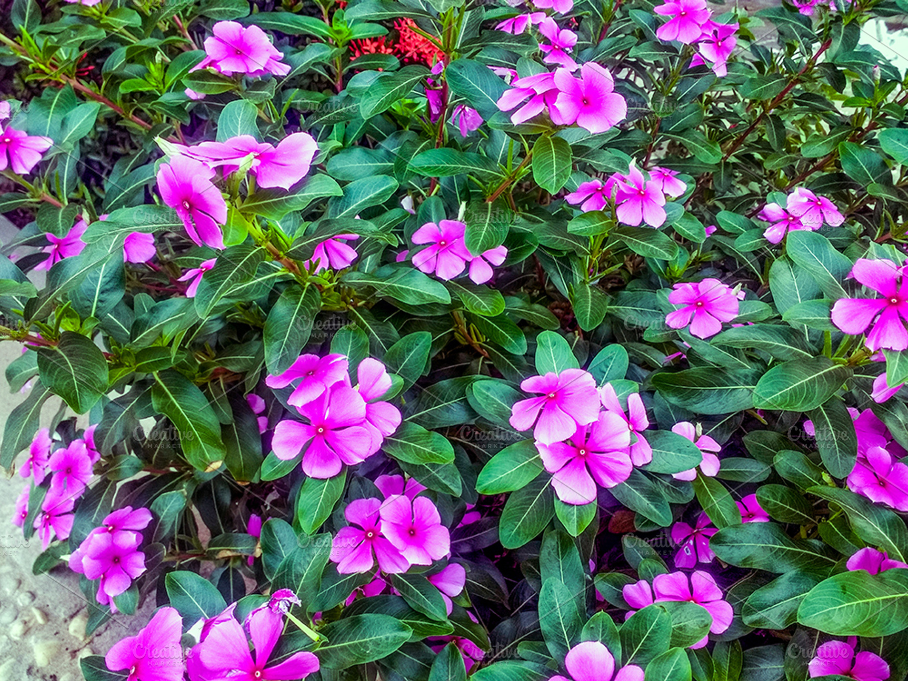 Purple flower stock photograph, a Nature Photo by FrancoShop