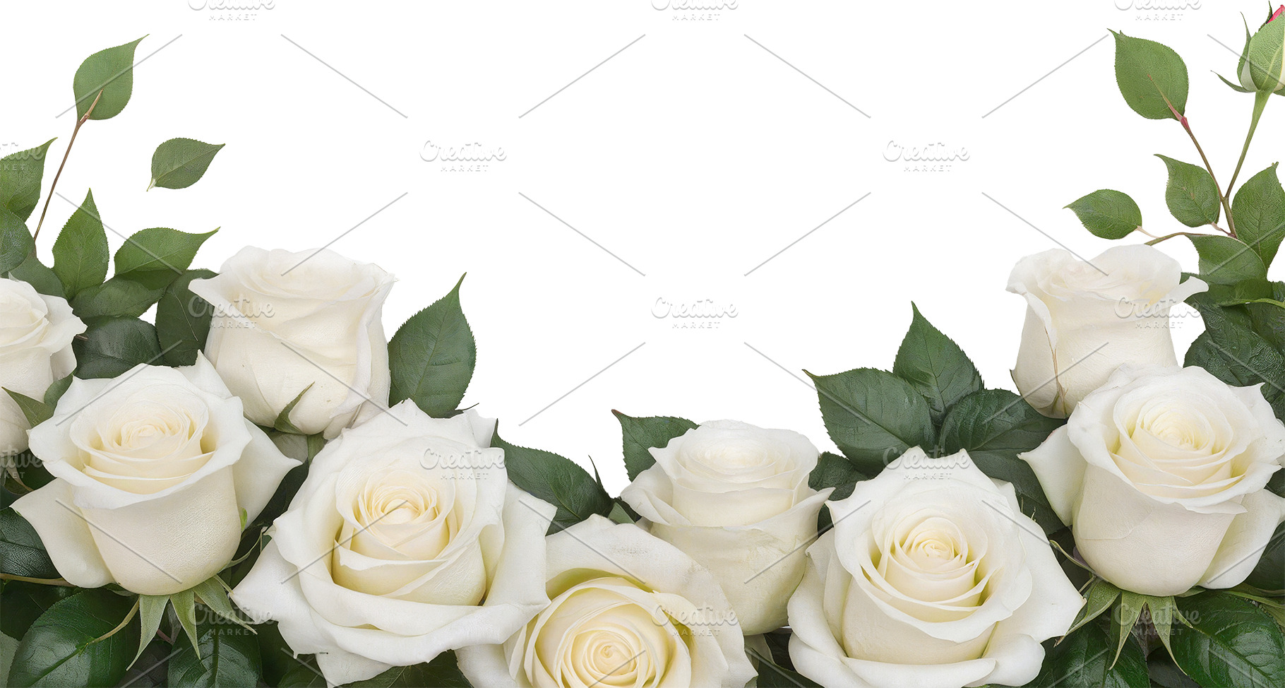 rose flowers transparent background, a Nature Photo by itakdalee