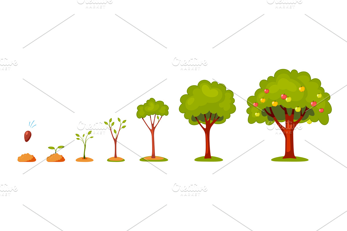 Life cycle of tree. Stylized plant, an Object Illustration by YummyBuum