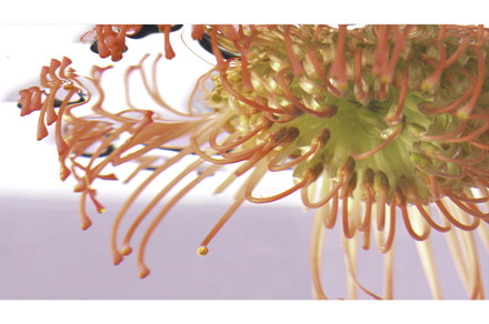 Beautiful flower with stamens in, a Nature Photo by Media Whale Stock