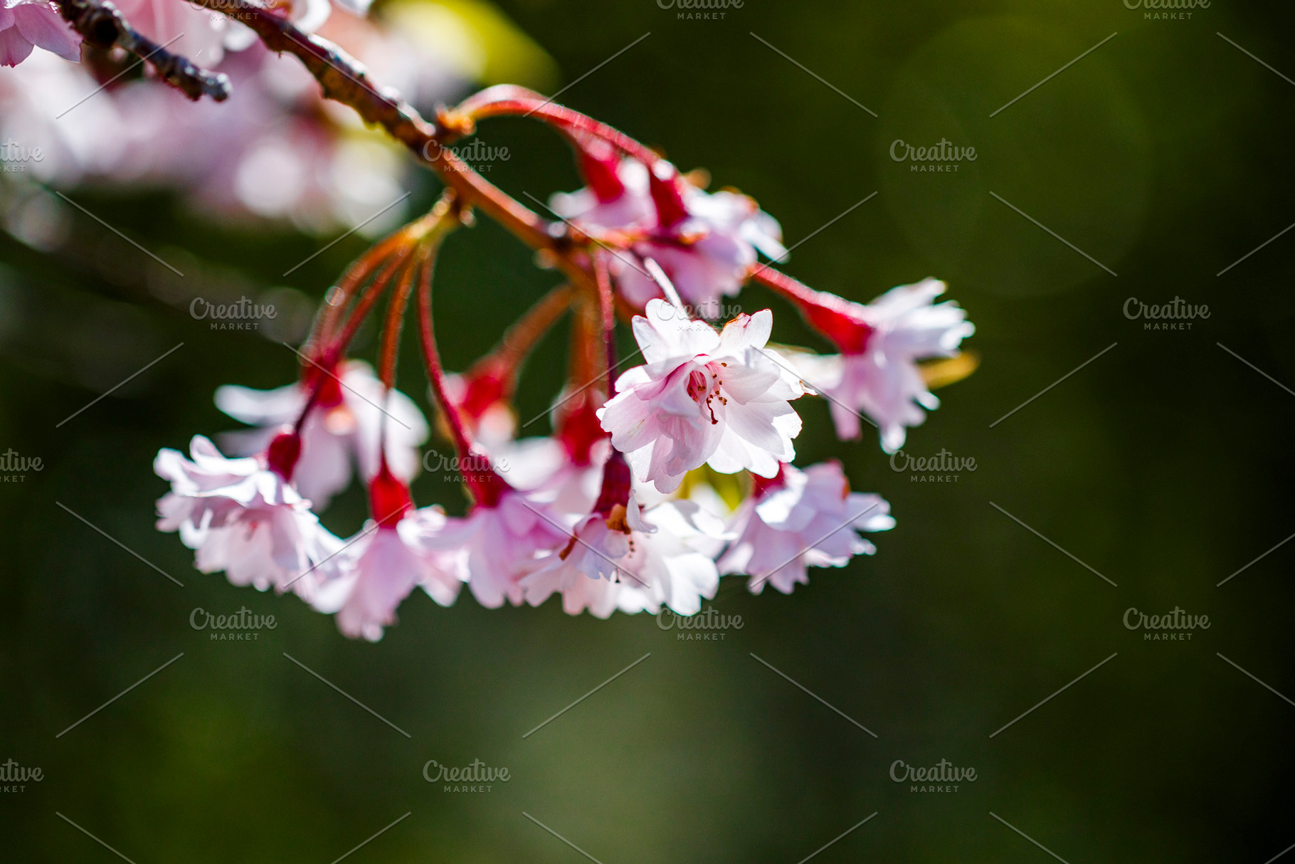 Cherry Blossom Macro, a Nature Photo by Jillian Butolph