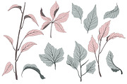 Botanical vector elements, an Object Graphic by Solana (Thumbnail 2 of 3)