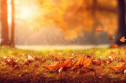 Sunlight falling from autumn leaves landscape photo. Generative, a Nature Photo by designvectx