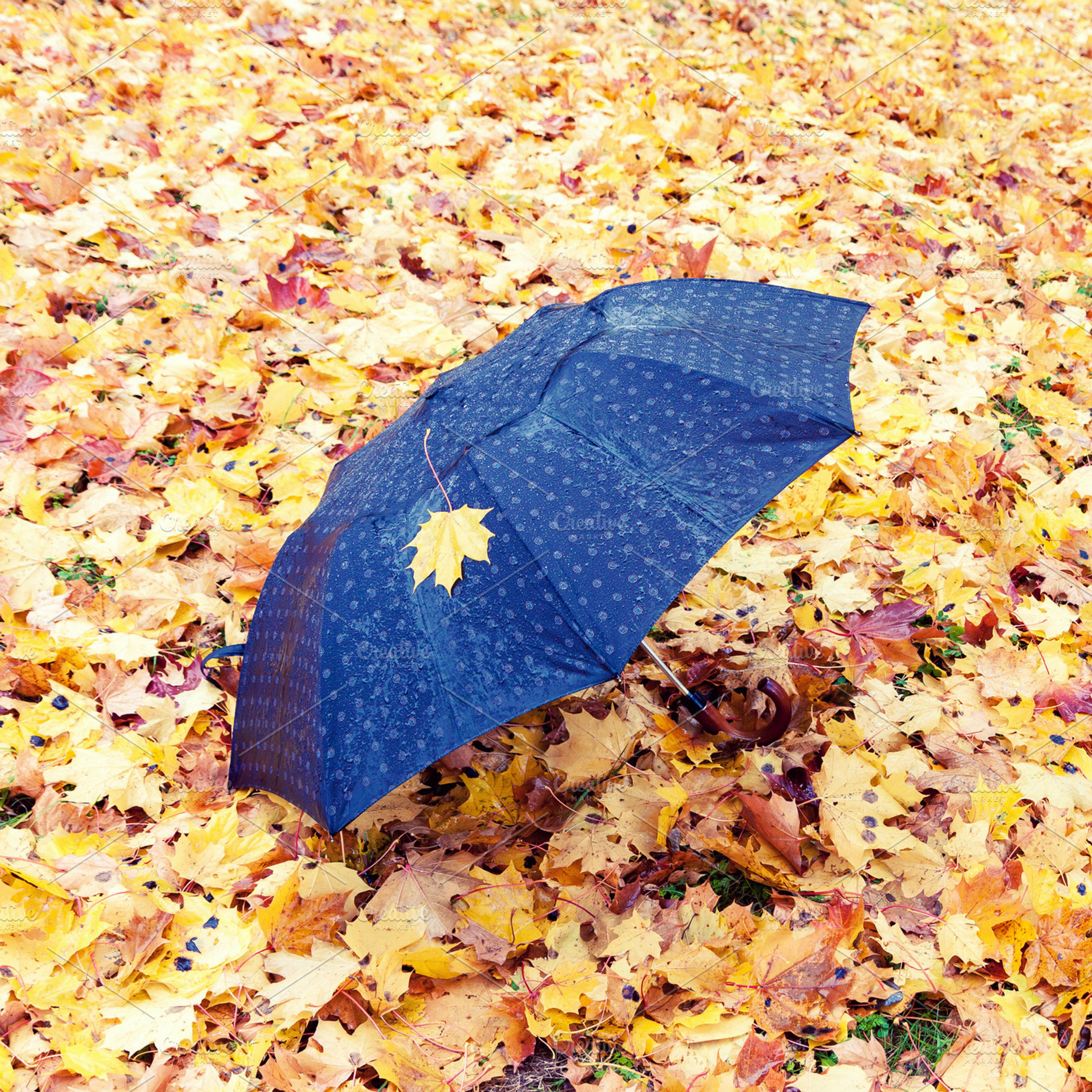 Umbrella in the autumn park, a Nature Photo by BOOCYS