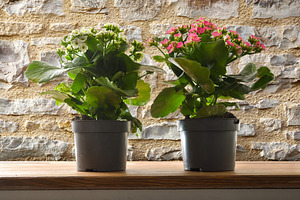 Blooming Kalanchoe Plants Against Stone Wall, a Nature Photo by Davizro's Market