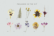 BUNDLE - Dry Flowers & Leaves, an Object Graphic by Sparrow & Snow (Thumbnail 14 of 28)
