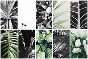 98% OFF | Tropical Bundle | 170 IN 1, a Photo by Floral Deco (Thumbnail 11 of 14)