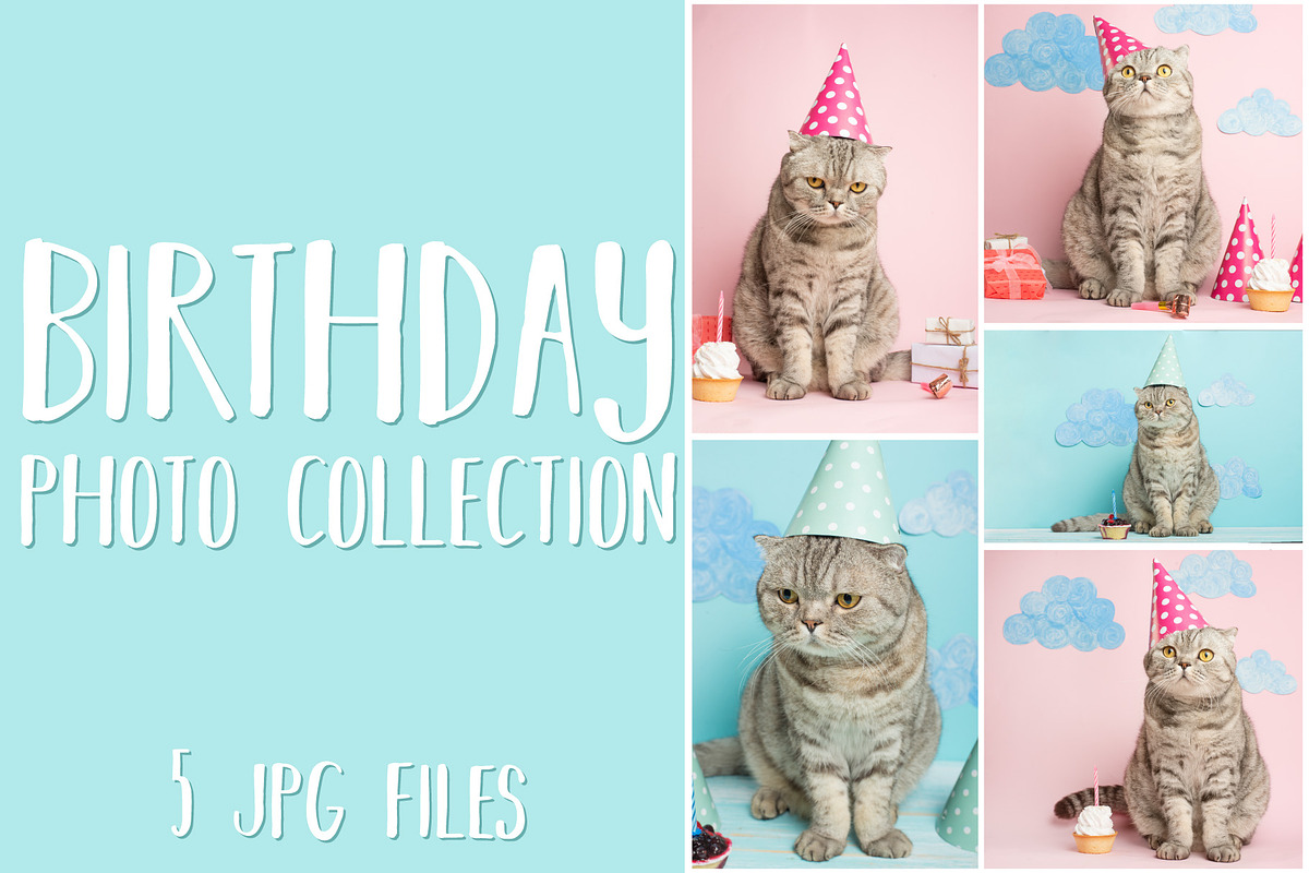 Cat's birthday greetings, an Animal Photo by AnStore (Photo 1 of 2)