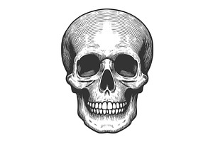 Human Skull Engraving Vector