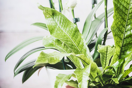 Indoor plant with fern and orchid, a Nature Photo by VICUSCHKA