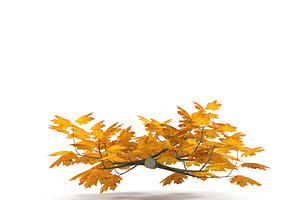 Maple Branch Yellow V2