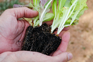 a man holds several small lettuce seedlings, a Photo by Nito