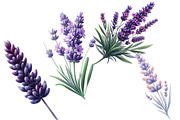 Watercolor lavender Clipart, an Illustration by Designworld (Thumbnail 3 of 5)