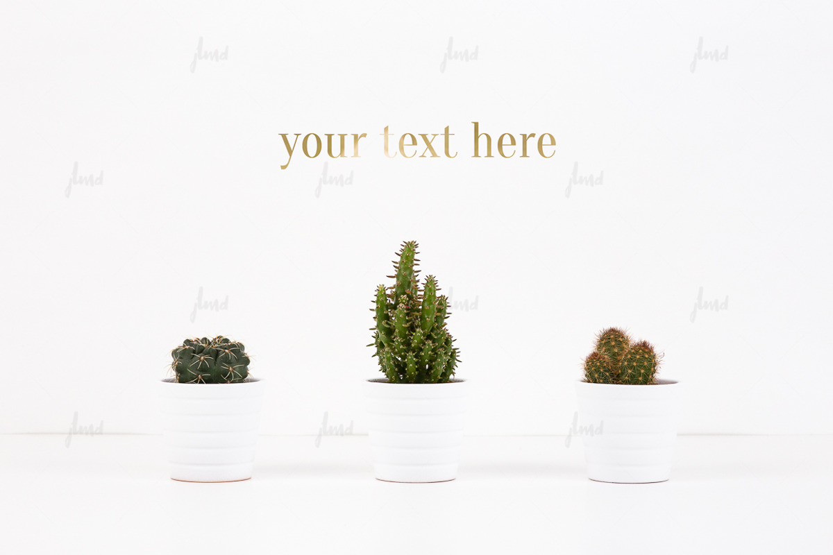 Cacti on white, photo-based mockup ♥, a Product Mockup by JustLikeMyDesktop
