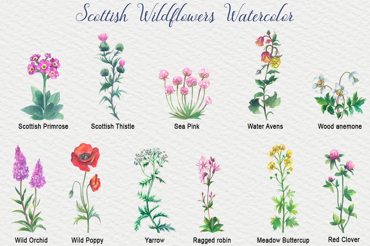 Scottish Wildflowers, an Object Illustration by FITALARTSNEDIGI (Photo 3 of 7)