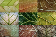 75 Leaf Veins Stock Photos, a Nature Photo by Incomelion (Thumbnail 6 of 14)
