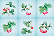 Watercolor berries kit, a Food Illustration by Sundra (Thumbnail 9 of 11)