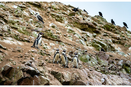 Humboldt penguins on the Ballestas, an Animal Photo by Leonid Andronov
