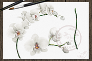 Orchid Watercolor Clip Art, a Decorative Illustration by DioFlow (Thumbnail 2 of 5)