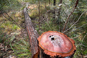 Tree Growth Rings, a Nature Photo by THP Creative
