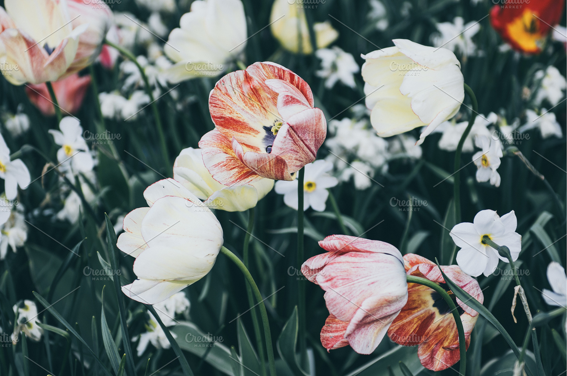 Red and white tulip flowers, a Nature Photo by Nature and travel