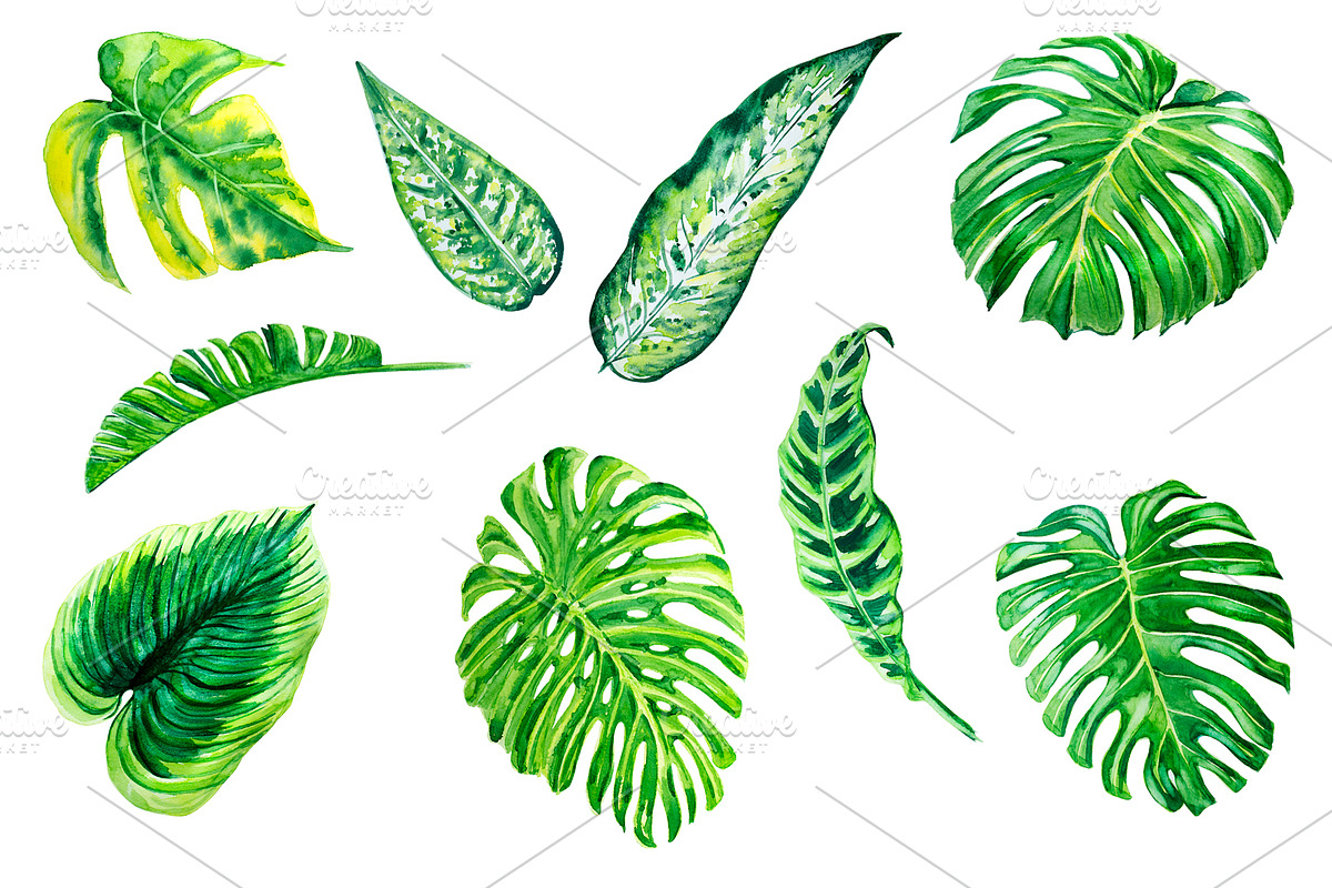 Tropical leaves watercolor, a Decorative Illustration by lilisavelieva (Photo 2 of 4)