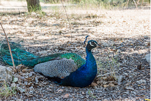 Peacocks walking in the garden at, a Nature Photo by COLORFUL