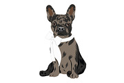 French Bulldog Vector Illustrations, an Animal Illustration by Putnam Road Art (Thumbnail 5 of 5)